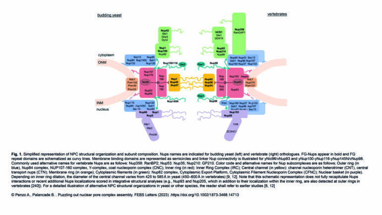 Palancade Lab – Puzzling out nuclear pore complex assembly