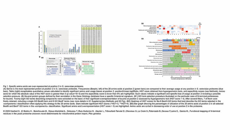 Palancade Lab – Functional mapping of N-terminal residues in the yeast proteome uncovers novel determinants for mitochondrial protein import