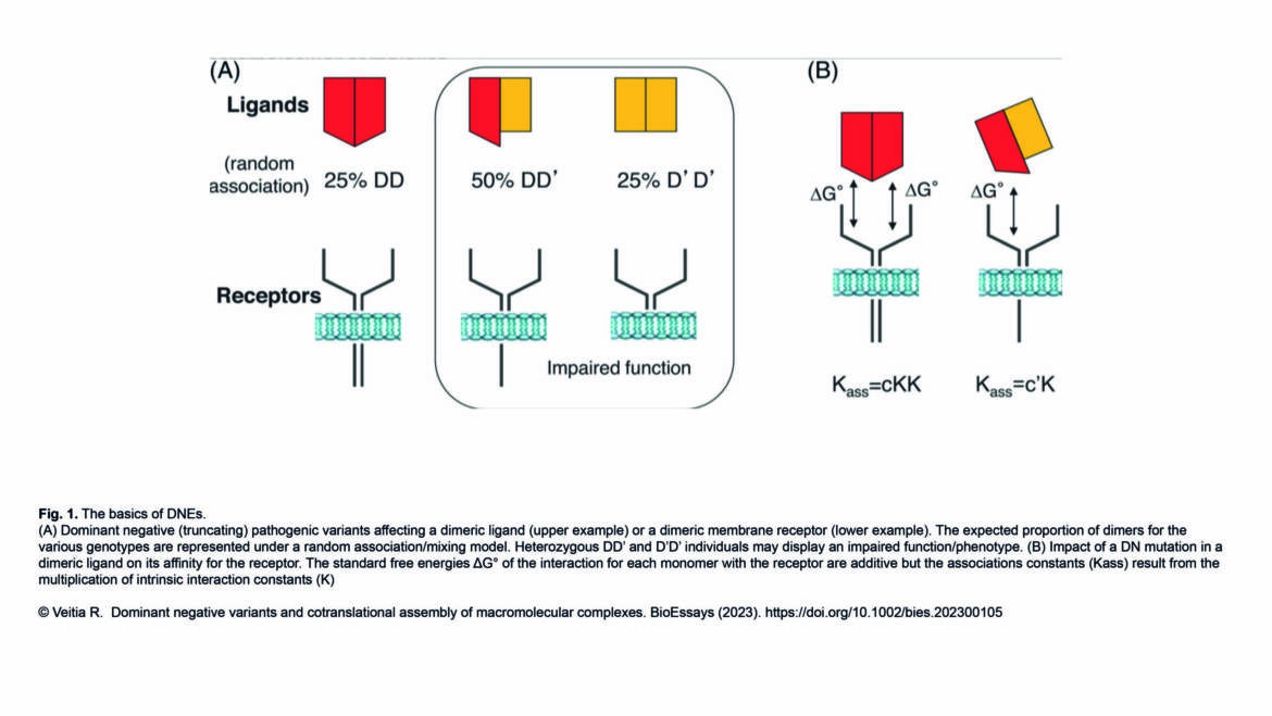 Veitia Lab – Dominant negative variants and cotranslational assembly of macromolecular complexes