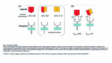 Veitia Lab – Dominant negative variants and cotranslational assembly of macromolecular complexes