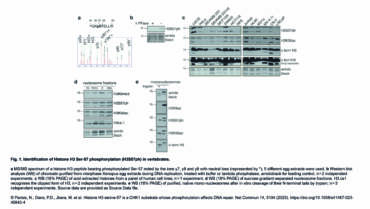 Prioleau Lab – Histone H3 serine-57 is a CHK1 substrate whose phosphorylation affects DNA repair