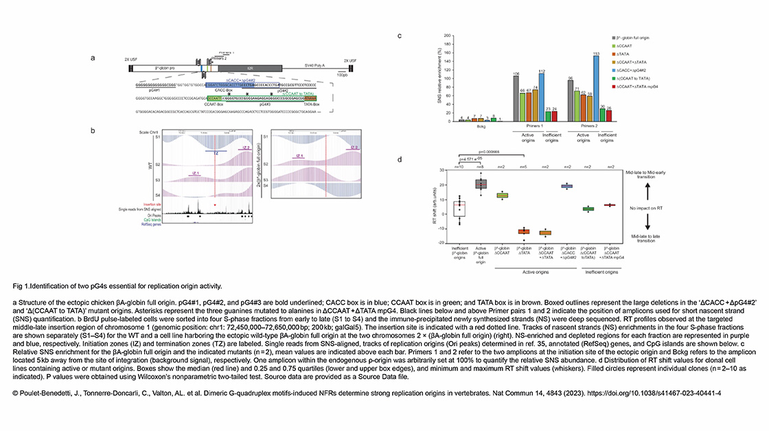 Prioleau Lab – Dimeric G-quadruplex motifs-induced NFRs determine strong replication origins in vertebrates