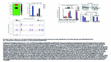 Palancade Lab – The Neurod1/4-Ntrk3-Src pathway regulates gonadotrope cell adhesion and motility