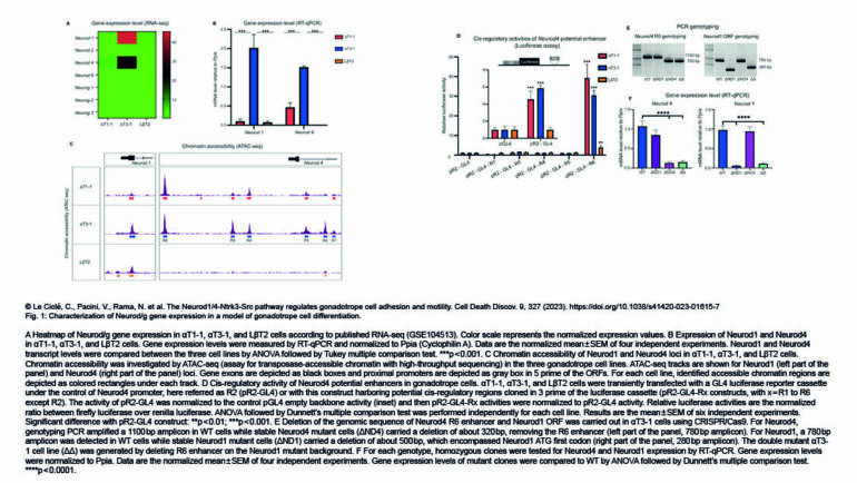 Palancade Lab – The Neurod1/4-Ntrk3-Src pathway regulates gonadotrope cell adhesion and motility