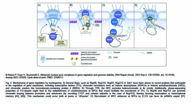 Doye Lab – Metazoan nuclear pore complexes in gene regulation and genome stability