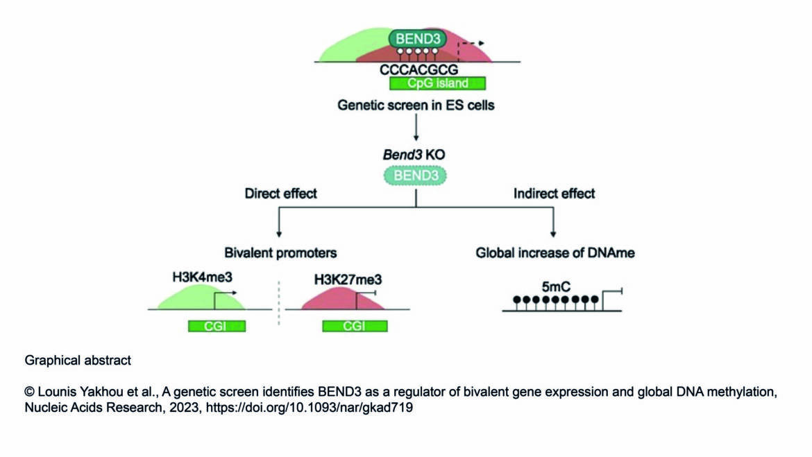 Greenberg Lab – A genetic screen identifies BEND3 as a regulator of bivalent gene expression and global DNA methylation