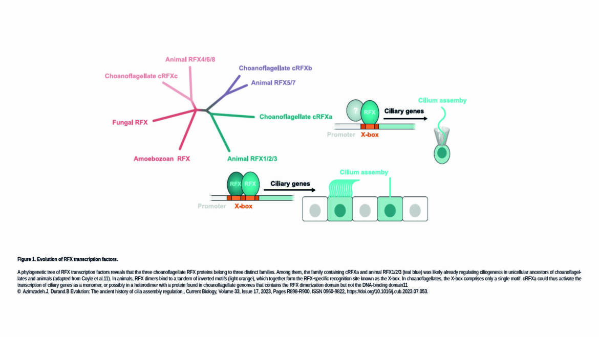 Azimzadeh Lab – Evolution: The ancient history of cilia assembly regulation