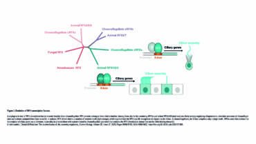Azimzadeh Lab – Evolution: The ancient history of cilia assembly regulation