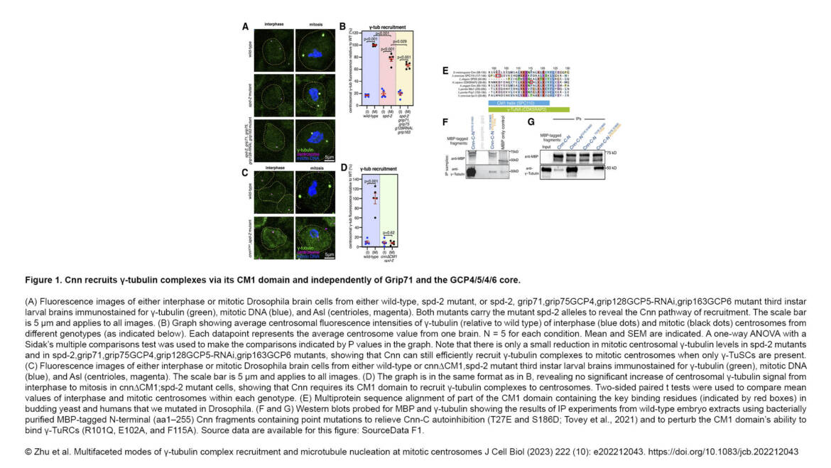 Conduit Lab & Guichet Lab – Multifaceted modes of γ-tubulin complex recruitment and microtubule nucleation at mitotic centrosomes