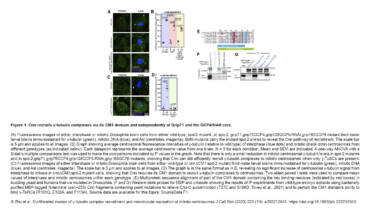 Conduit Lab & Guichet Lab – Multifaceted modes of γ-tubulin complex recruitment and microtubule nucleation at mitotic centrosomes