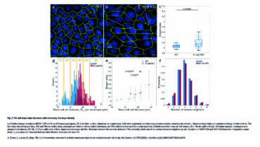 Ladoux /Mège Lab – Hexanematic crossover in epithelial monolayers depends on cell adhesion and cell density