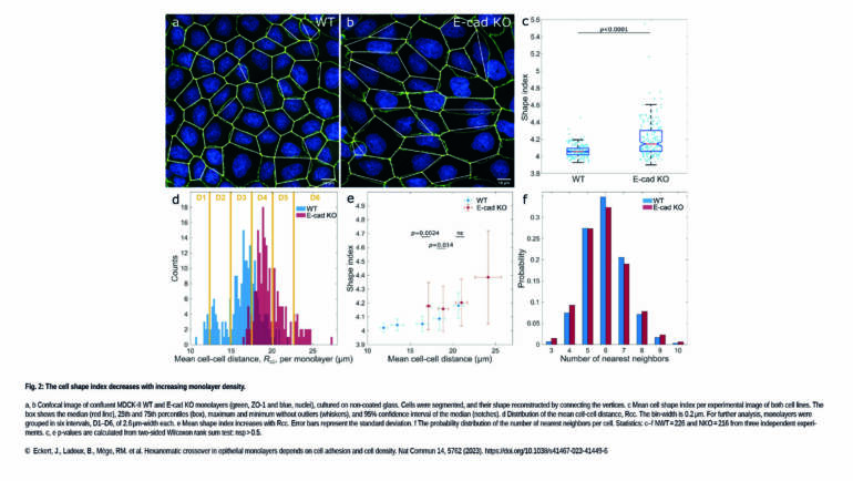 Ladoux /Mège Lab – Hexanematic crossover in epithelial monolayers depends on cell adhesion and cell density