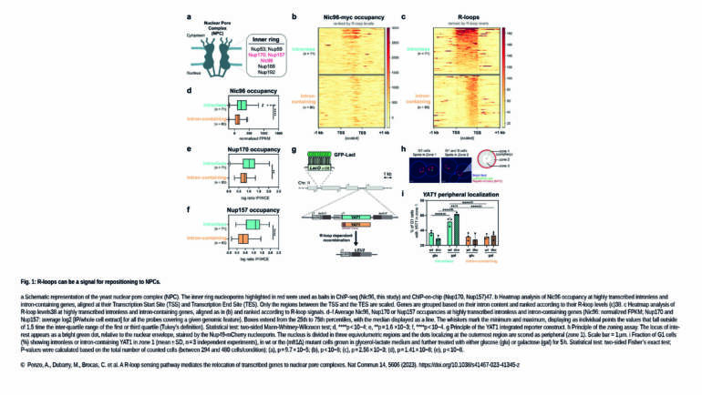 Palancade Lab – A R-loop sensing pathway mediates the relocation of transcribed genes to nuclear pore complexes