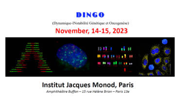 DINGO meeting, 14-15 November 2023