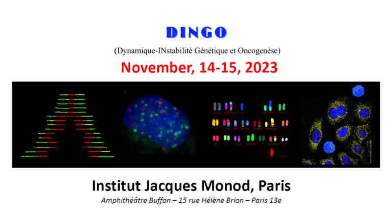 DINGO meeting, 14-15 November 2023