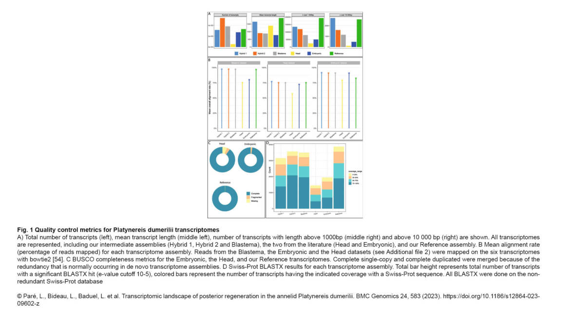 Gazave Lab – Transcriptomic landscape of posterior regeneration in the annelid Platynereis dumerilii