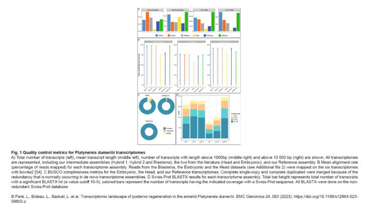 Gazave Lab – Transcriptomic landscape of posterior regeneration in the annelid Platynereis dumerilii