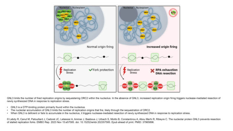 Cadoret Lab – The nucleolar protein GNL3 prevents resection of stalled replication forks