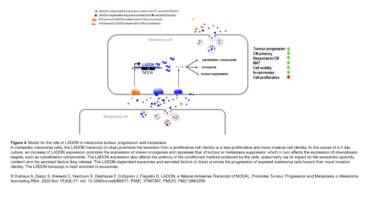 Collignon Lab – LADON, a Natural Antisense Transcript of NODAL, Promotes Tumour Progression and Metastasis in Melanoma