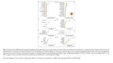 Courtier Lab – The loci of insect phenotypic evolution