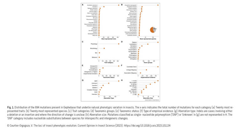 Courtier Lab – The loci of insect phenotypic evolution