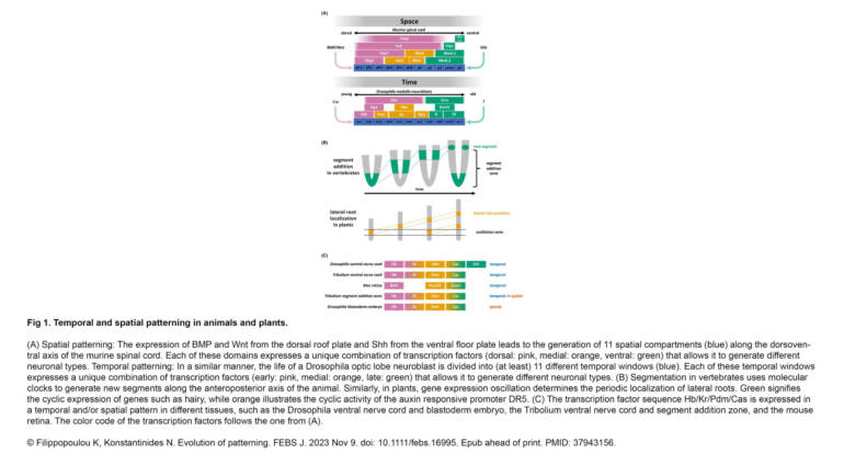 Konstantinides Lab – Evolution of patterning