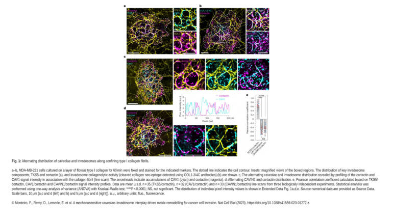 Ladoux / Mège Lab – A mechanosensitive caveolae-invadosome interplay drives matrix remodelling for cancer cell invasion