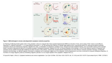 Minc Lab – Cytoplasm mechanics and cellular organization