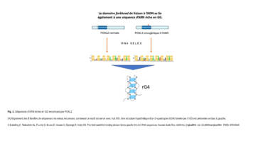 Veitia Lab – The forkhead DNA-binding domain binds specific G2-rich RNA sequences