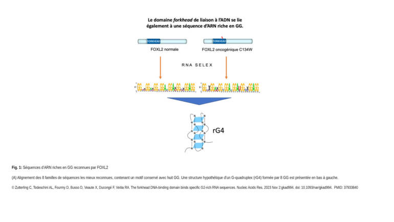Veitia Lab – The forkhead DNA-binding domain binds specific G2-rich RNA sequences