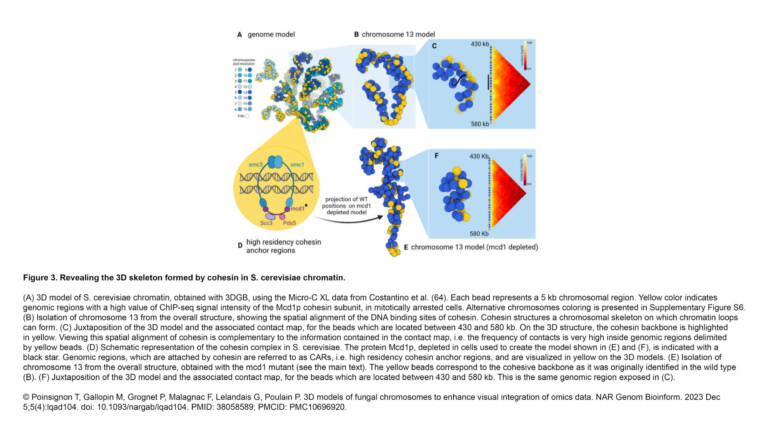 Camadro Lab – 3D models of fungal chromosomes to enhance visual integration of omics data