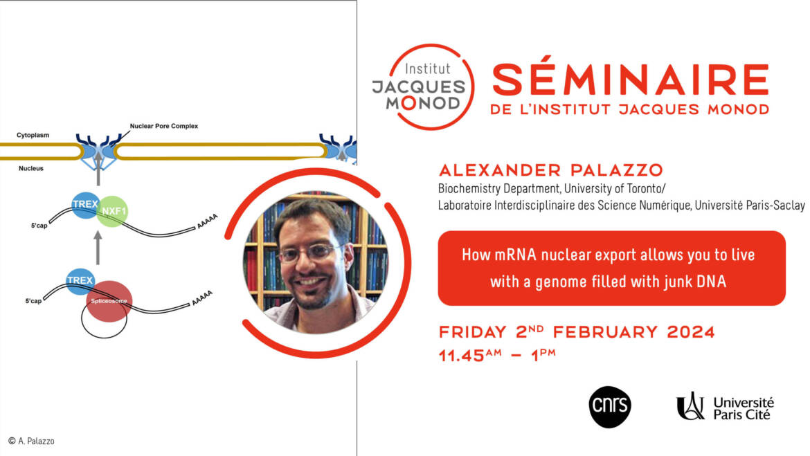 IJM Seminar – Alexander Palazzo – 02/02/2024