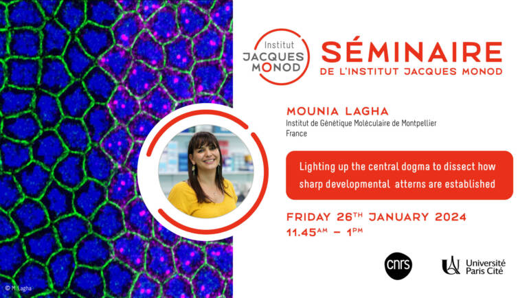 IJM Seminar – Mounia Lagha – 26/01/2024