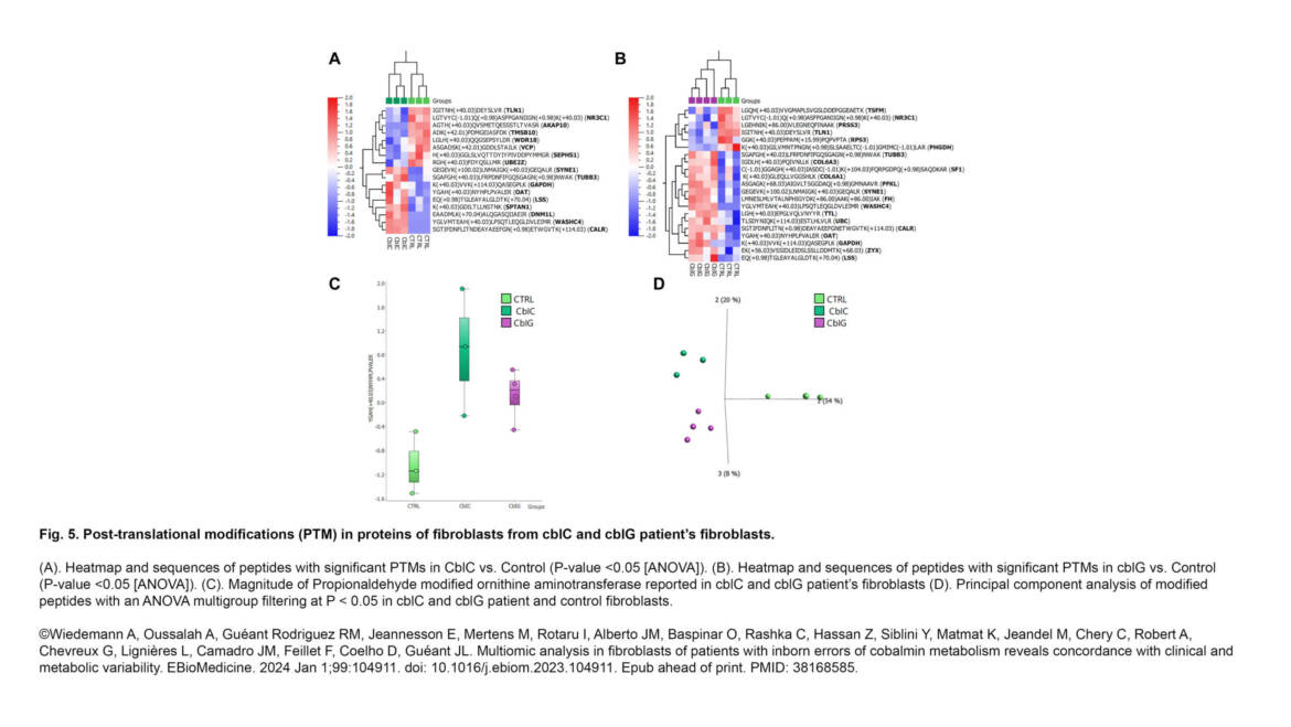 Camadro Lab / ProtéoSeine – Multiomic analysis in fibroblasts of patients with inborn errors of cobalamin metabolism reveals concordance with clinical and metabolic variability