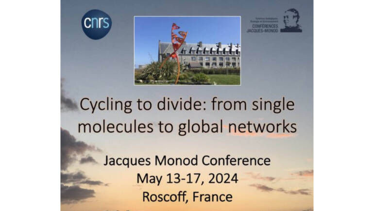 Cycling to divide: from single molecules to global networks