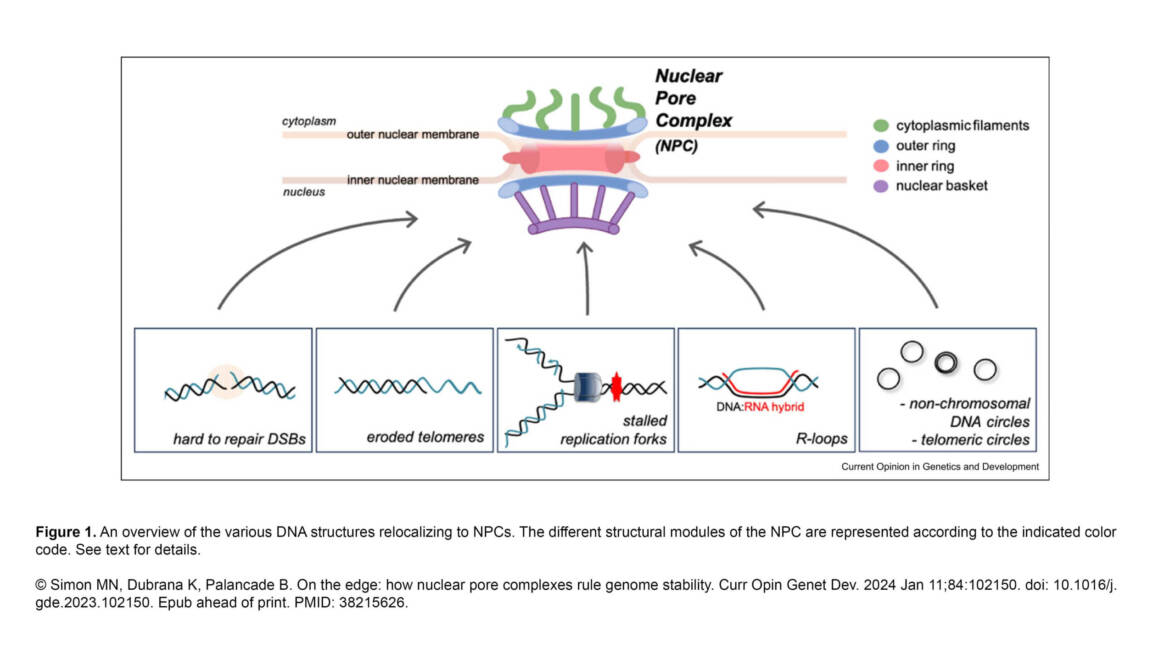 Palancade Lab – On the edge: how nuclear pore complexes rule genome stability