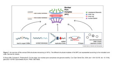 Palancade Lab – On the edge: how nuclear pore complexes rule genome stability