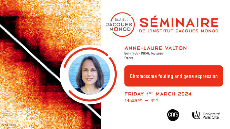IJM Seminar – Anne-Laure Valton – 01/03/2024