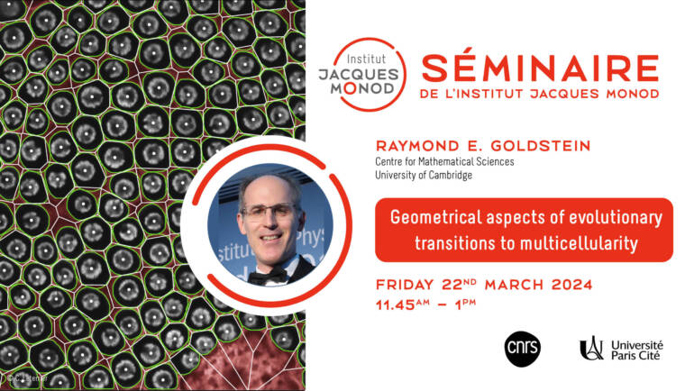 Séminaire IJM – Raymond E. Goldstein – 22/03/2024