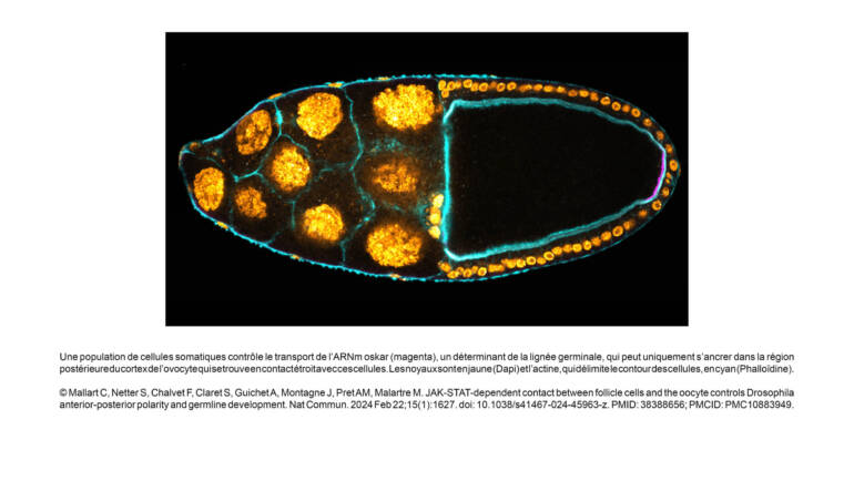 JAK-STAT-dependent contact between follicle cells and the oocyte controls Drosophila anterior-posterior polarity and germline development