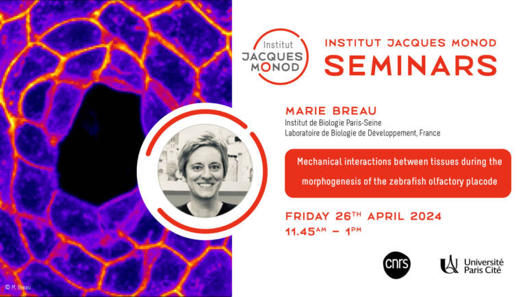 IJM Seminars – Marie Breau – 26/04/2024