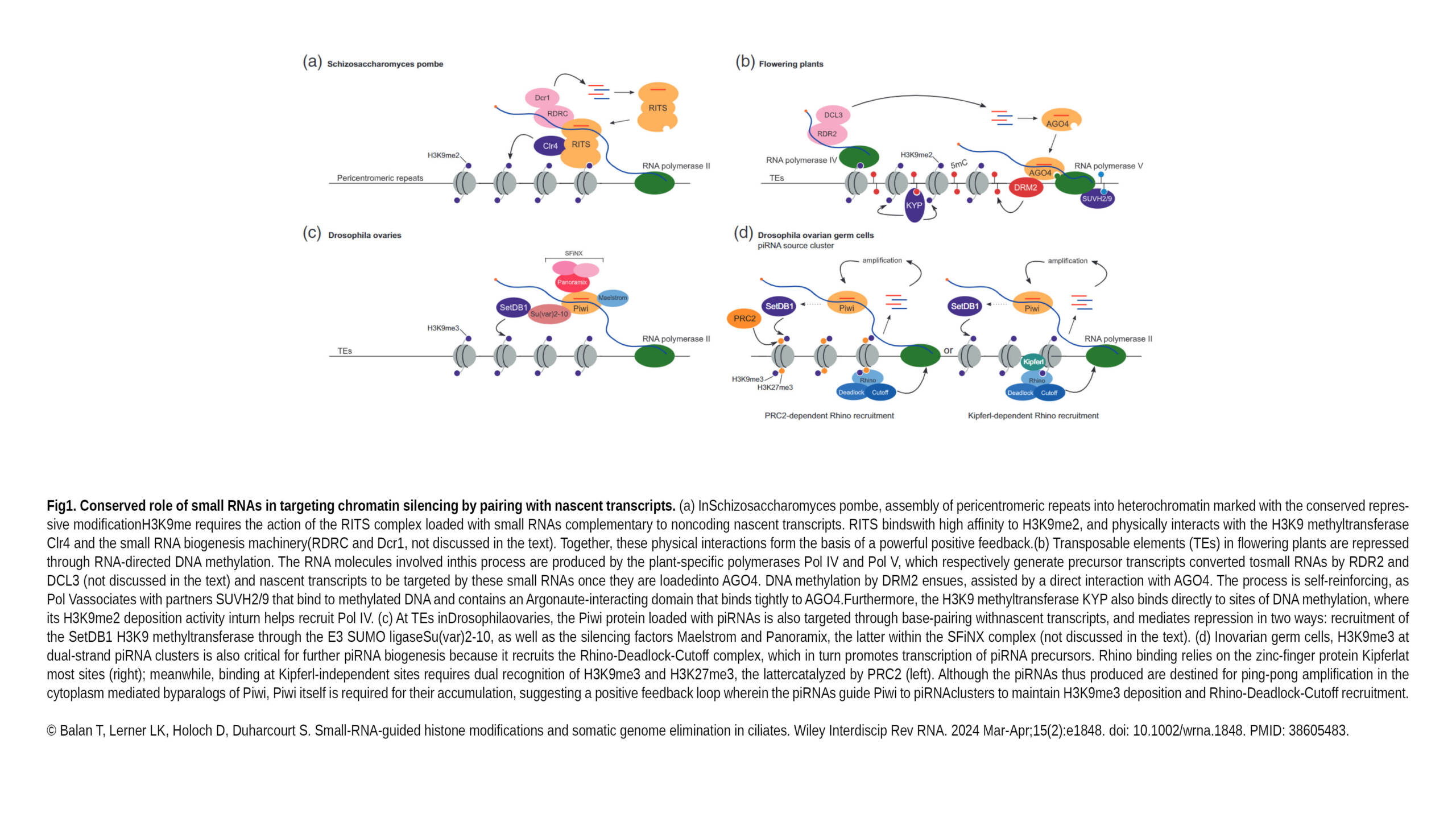 Duharcourt Lab - Small-RNA-guided histone modifications and somatic ...