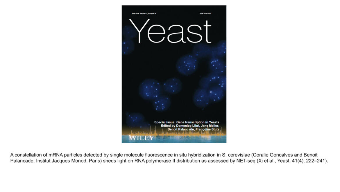 Palancade Lab – Gene transcription in yeasts: From molecules to integrated processes