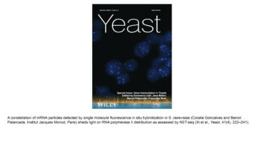 Palancade Lab – Gene transcription in yeasts: From molecules to integrated processes