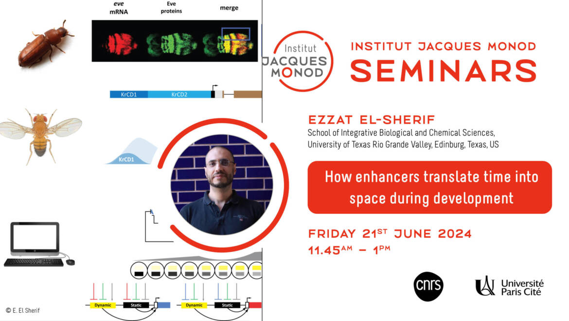 IJM  Seminar – Ezzat El-Sherif – 21/06/2024