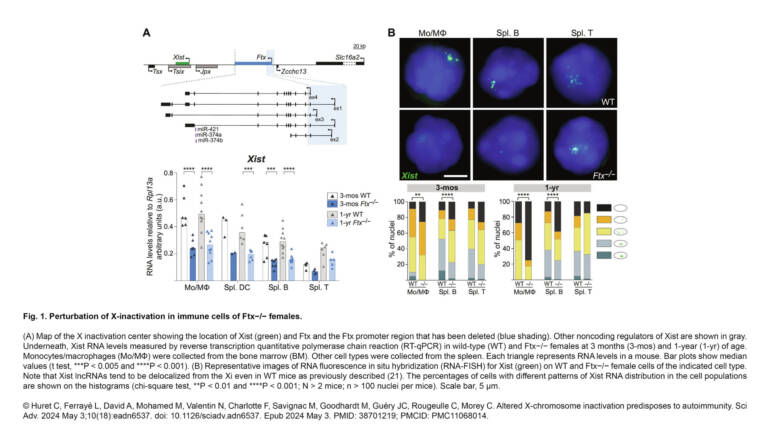 ImagoSeine – Altered X-chromosome inactivation predisposes to autoimmunity