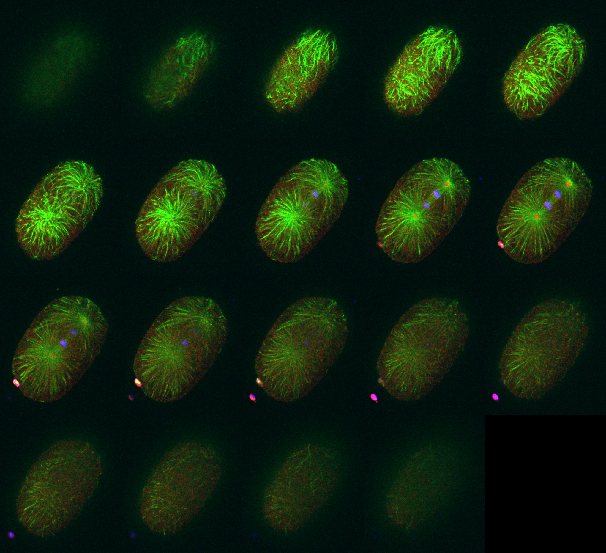 ImageJ=1.50b