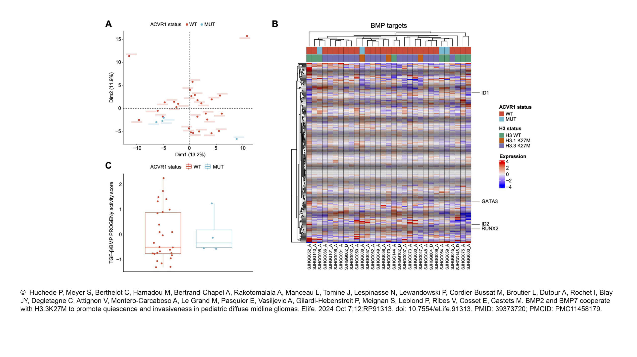 Ribes Lab BMP2 and BMP7 cooperate with H3.3K27M to promote quiescence