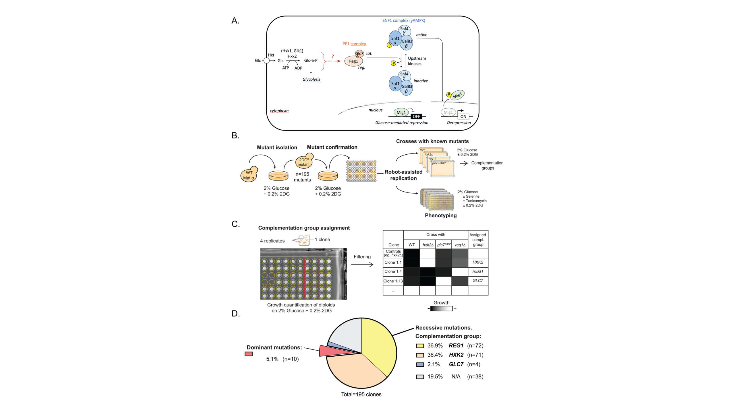 Léon Lab - A genetic screen reveals a key role for Reg1 in 2 ...