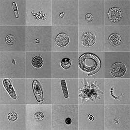 CytoSeine web